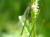 Coenagrion sp.
